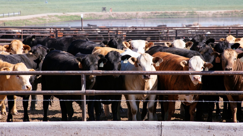 Cattle in feed lot