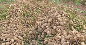 Peanut Harvest