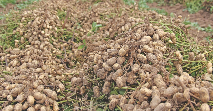 Peanut Harvest Peanut Harvest