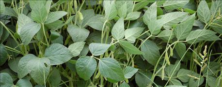 soybean_sudden_death_syndrome_continues_spread_across_southwest_michigan_1_635775222332428000.jpg