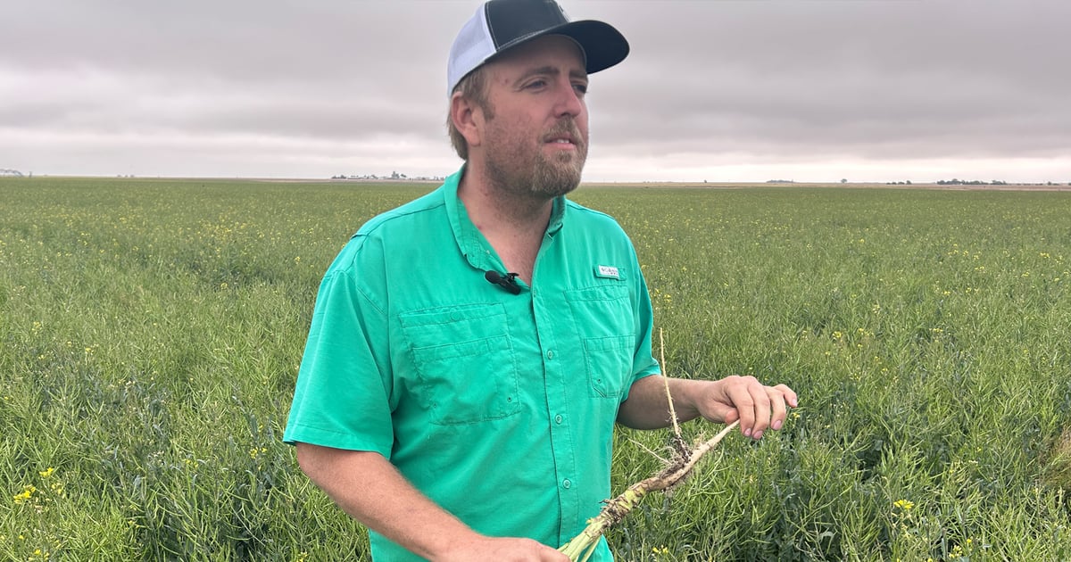 Winter canola nears harvest in southwest Kansas