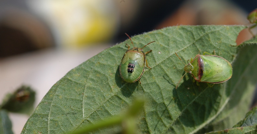 Redbanded stink bug nymph and adult