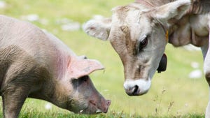  Pig and cow on pasture together