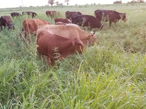 Cows grazing dense native forages