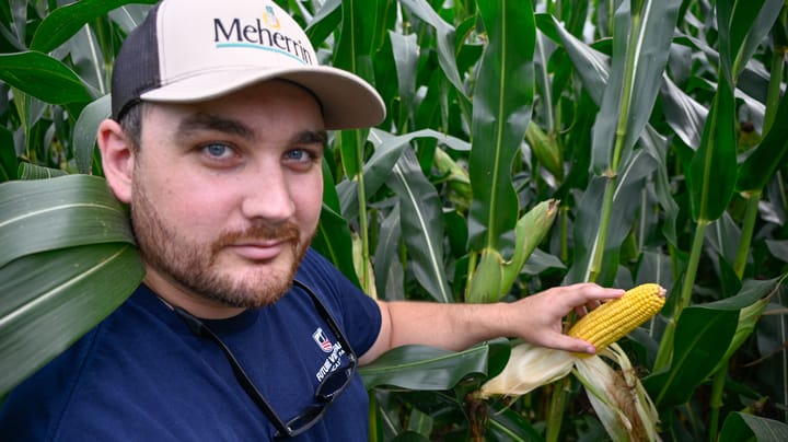 Drought disaster dodged: 250 bushels in sight