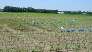 young corn plants in a trial with different colored flags 