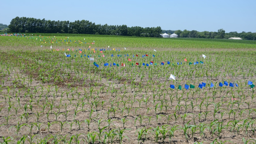 young corn plants in a trial with different colored flags 