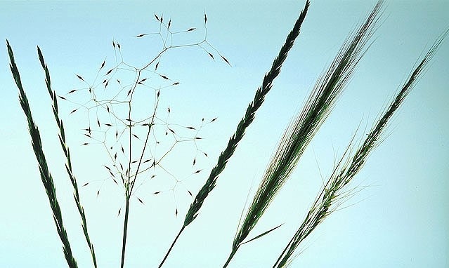 Seed heads