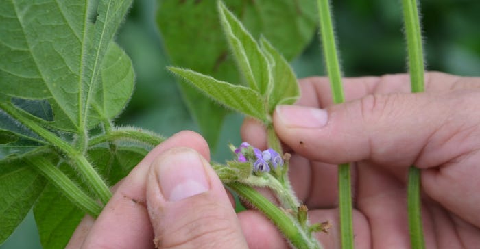 soybean plant producing flowers and pods 