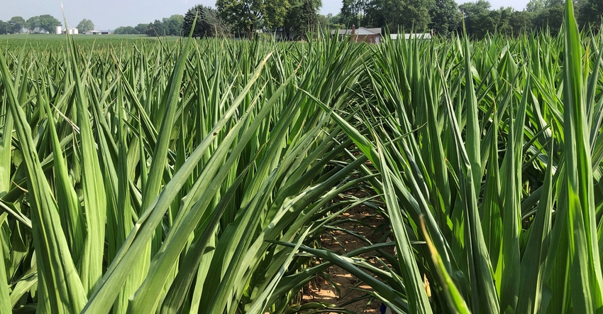 corn plants suffering from drought in Midwest