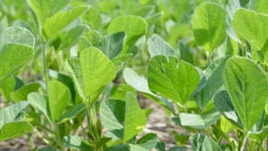 Close up of early soybean plants.