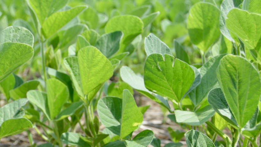 Close up of early soybean plants.