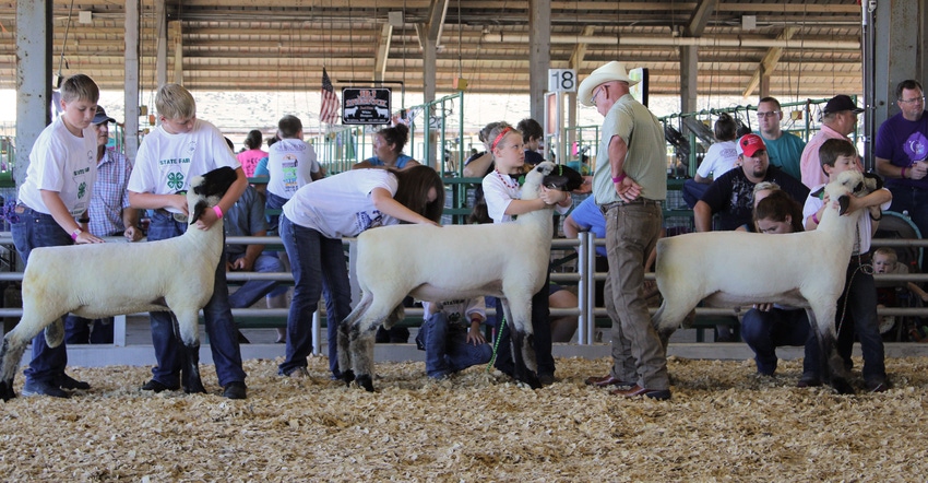 Children showing sheep at Missouri State Fair