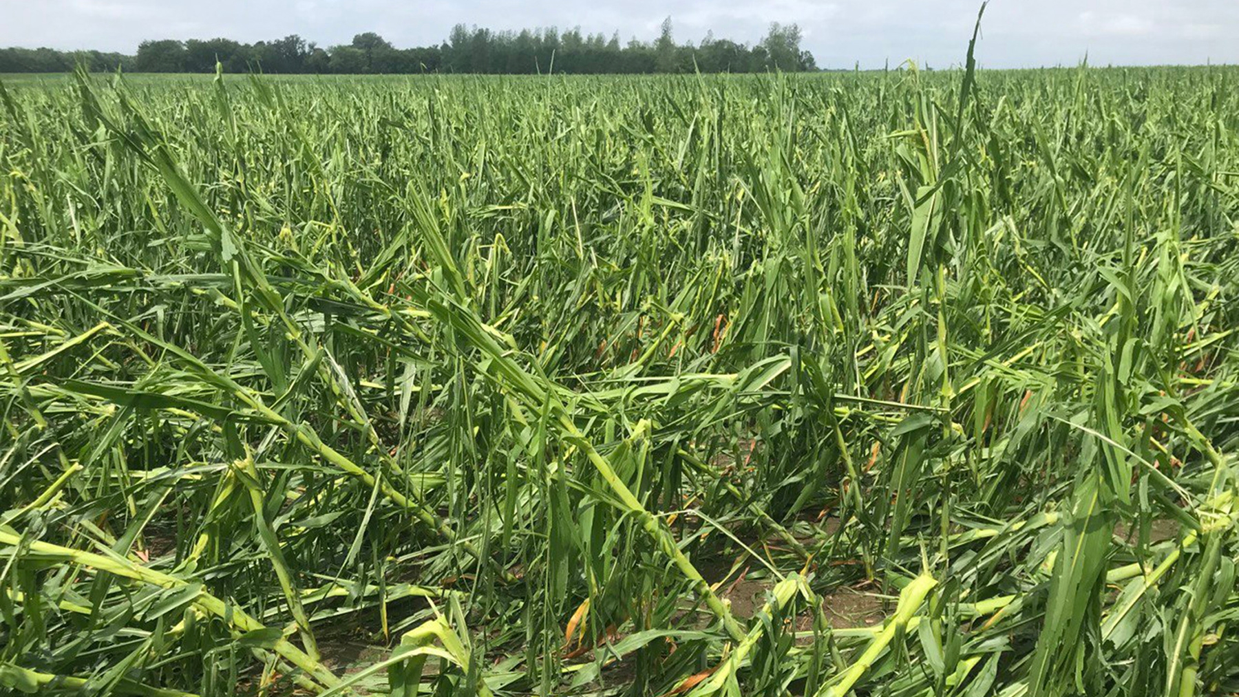 Hail, wind damage batter row crops, compromise corn yields