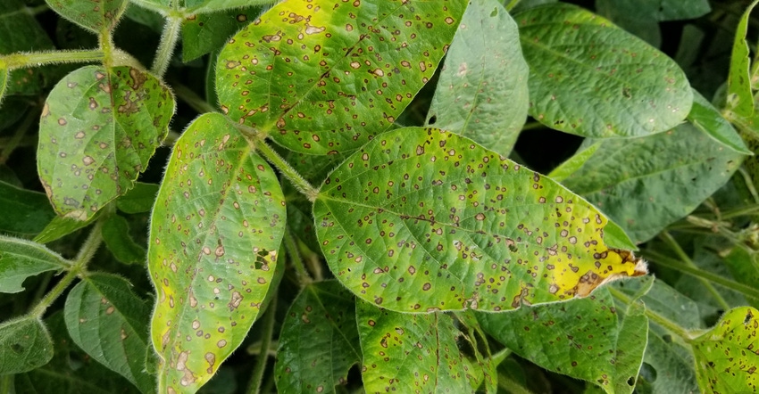 frogeye leaf spot on soybean leaves