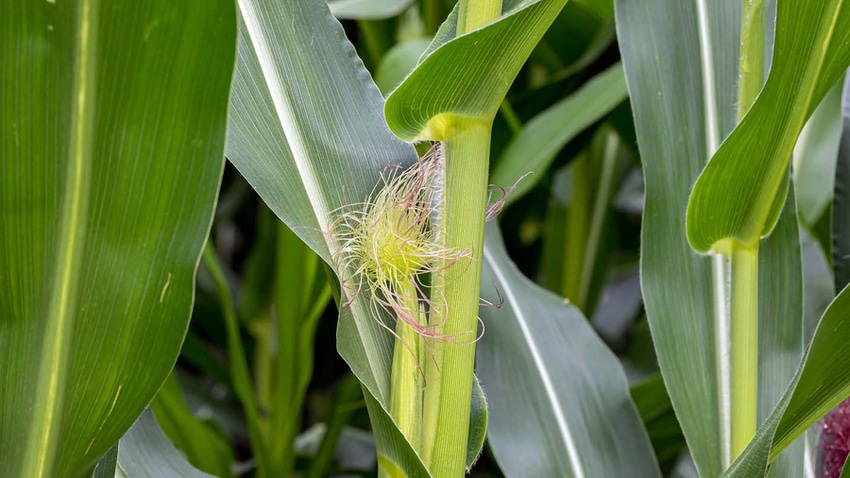Corn at silking