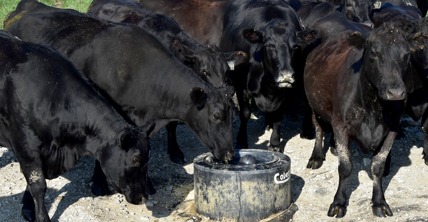 Cattle at watering trough
