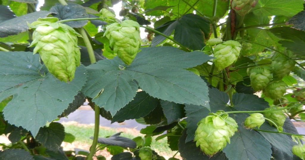 Good brew: Hops conference set to promote growth in Virginia, Carolinas