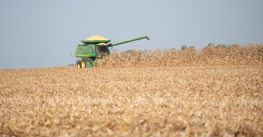 combine harvesting field of corn