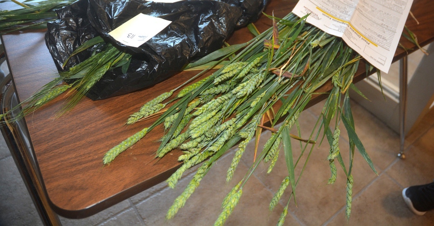 extension-wheat-lab-wheat.jpg extension-wheat-lab-wheat.jpg