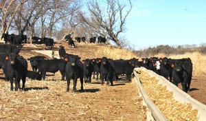 Cattle at a feed bunk on pasture