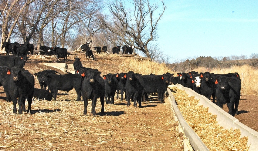 Cattle at a feed bunk on pasture