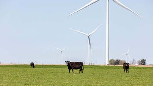 Beef cow standing in pasture in front of wind turbine