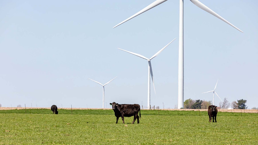 Beef cow standing in pasture in front of wind turbine Beef cow standing in pasture in front of wind turbine