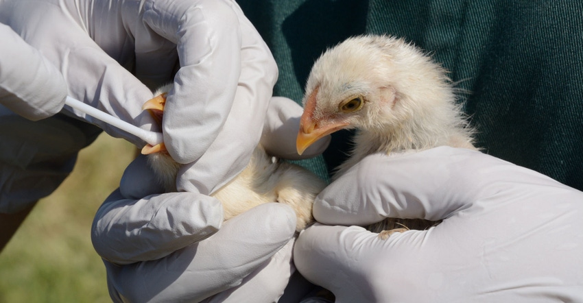 Baby chicks are swabbed to test for avian influenza Baby chicks are swabbed to test for avian influenza
