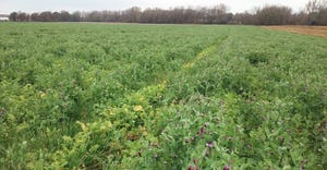 Cover crops in field
