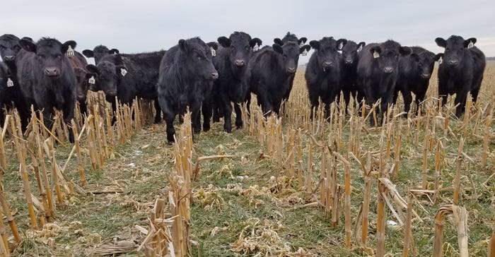 cattle in field planted with cover crops