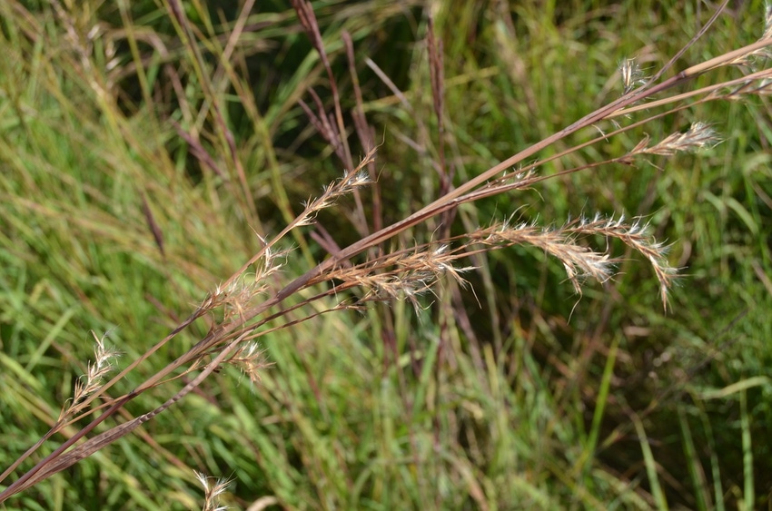Grass seeds on the stem