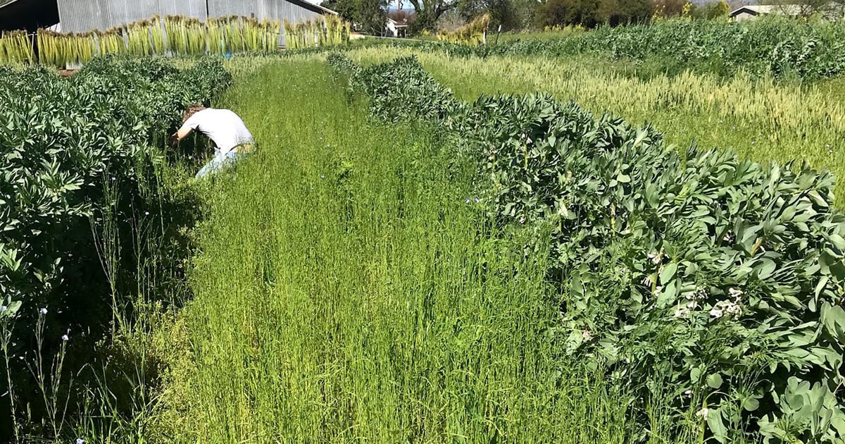 Take a run at alternative crops