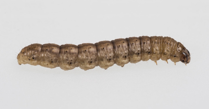 Close up of black cutworm larvae