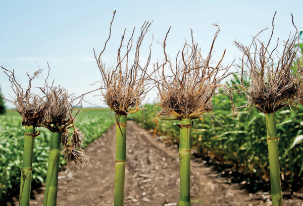 Corn rootworm trait and soybean insecticide options for 2014 growing season