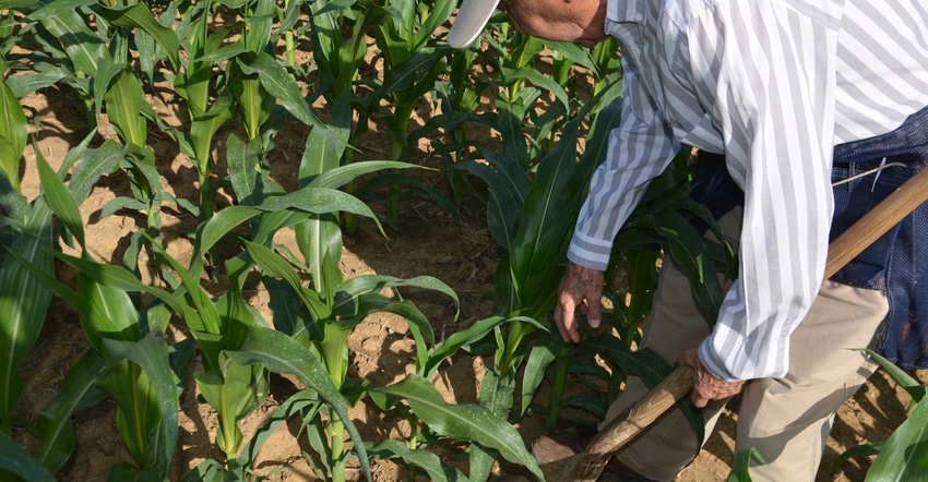 Dave Nanda prepares to examine a corn plant that is several inches shorter than its neighbors