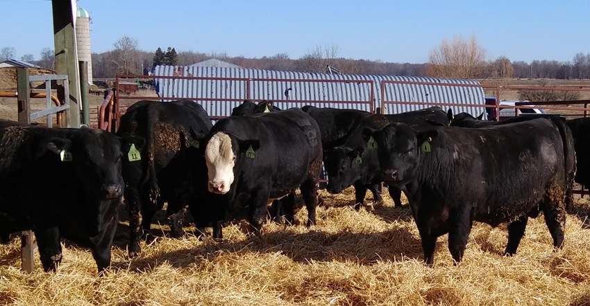 bulls in pen bulls in pen