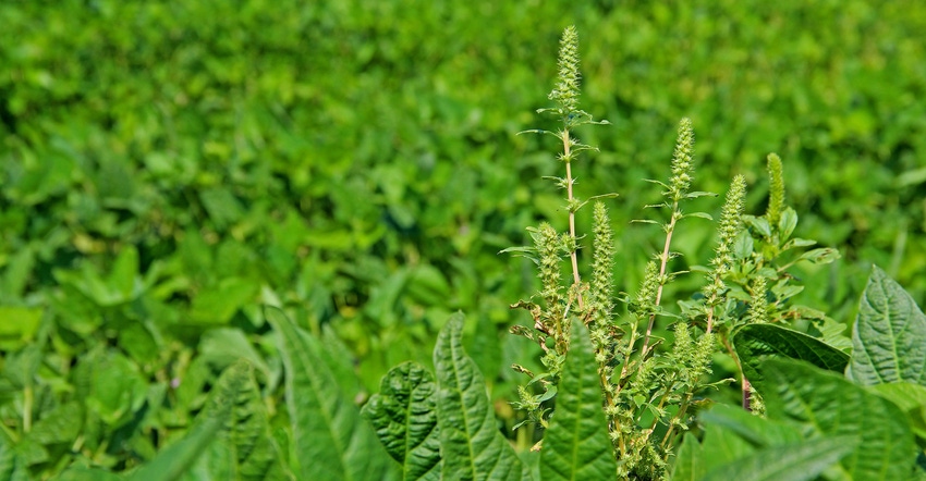 pigweed-staff-dfp-9263.jpg pigweed-staff-dfp-9263.jpg