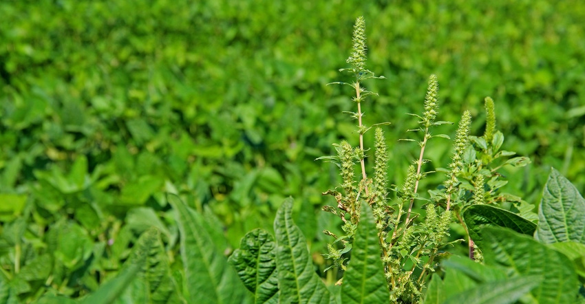 pigweed-staff-dfp-9263.jpg