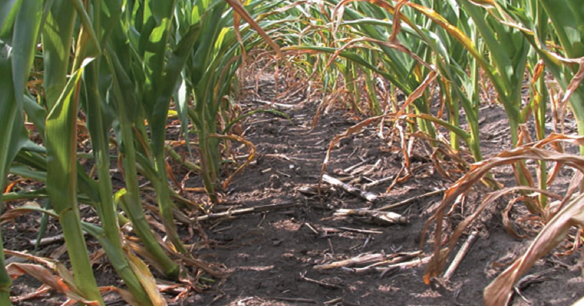 Corn rootworm damage from drought and resistance | Farm Progress