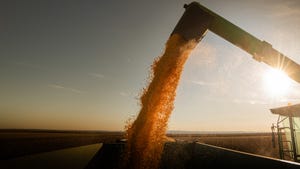 grain harvest decisions