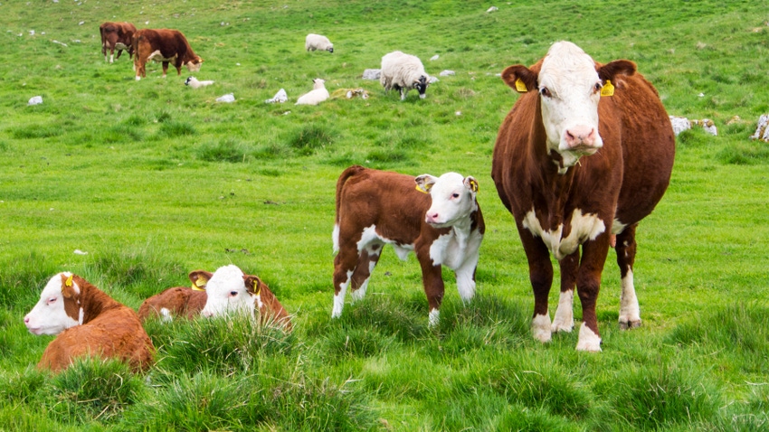 Beef cows and calves in a green pasture