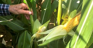 ears of corn showing signs of heat and drought stress