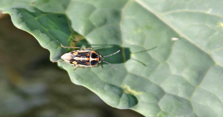 Barcodes a novel step in insect control | Farm Progress