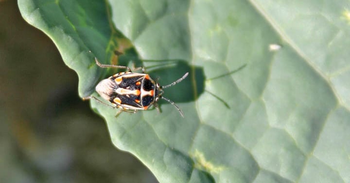 Barre Insect Barcodes a novel step in insect control | Farm Progress