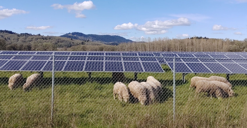 Sheep graze below arrays of solar panels