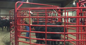 Closeup of cattle in pen