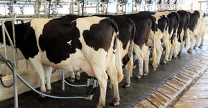 milking Holsteins