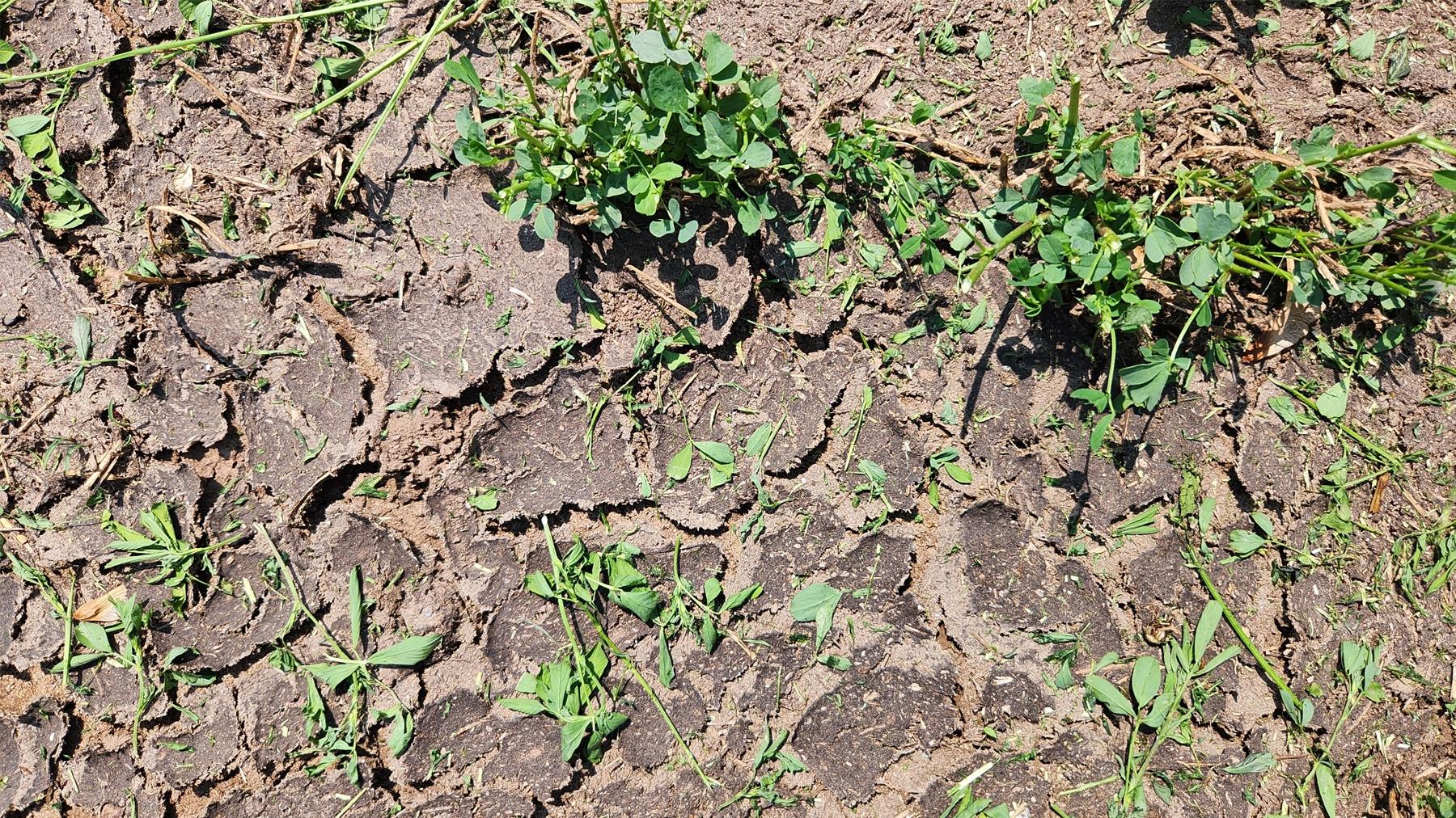 Cutting grass discount in drought conditions