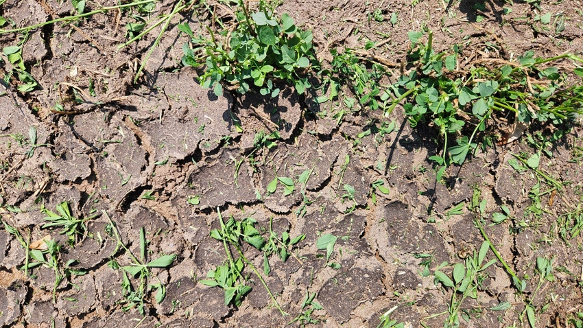 Drought-stricken alfalfa field